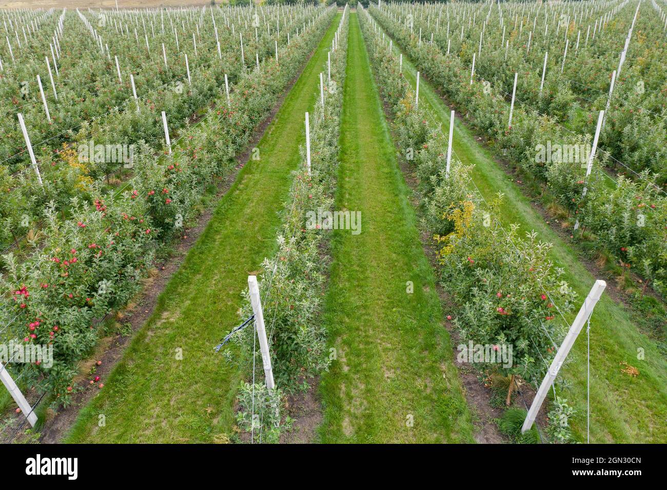 Vista aerea della fattoria con frutteto di mele Foto Stock