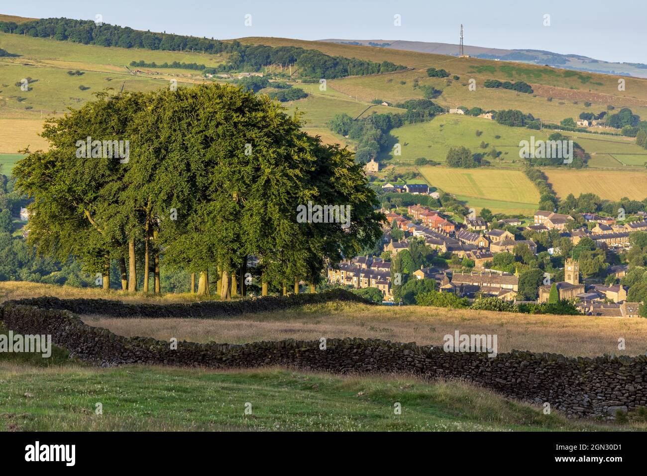 La copse di faggio conosciuta come ‘Twenty Trees’ , un punto di riferimento ben noto vicino Hayfield in High Peak, Derbyshire, Inghilterra, Regno Unito Foto Stock