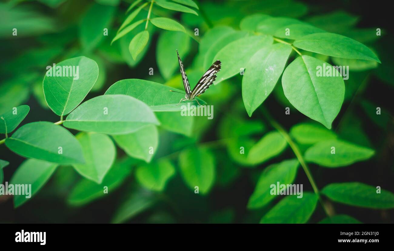 Farfalla tigre di Ceylon appollaiato su foglie verdi. Foto Stock