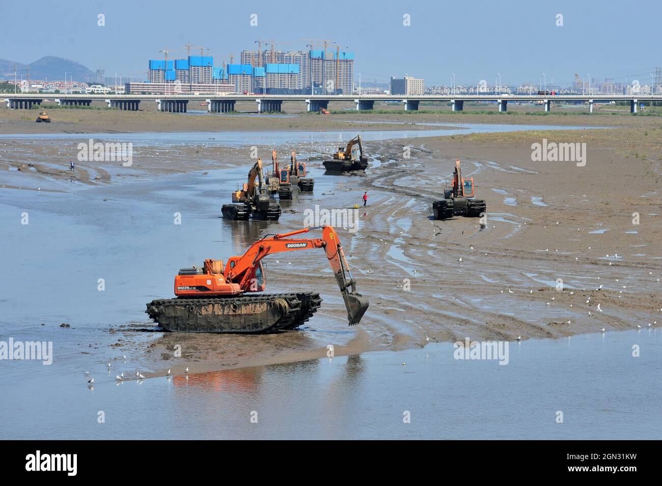 Qingdao, Qingdao, Cina. 22 settembre 2021. Il 22 settembre 2021, nella piana di marea della sezione di Hongdao del Parco Oceano della Baia di Jiaozhou nella città di Qingdao, gli escavatori stanno rimuovendo la 'Spartina alterniflora' che interessa l'habitat degli uccelli nella piana di marea.recentemente, l'Ufficio di sviluppo dell'Oceano del distretto di Chengyang, città di Qingdao, La Provincia di Shandong ha iniziato le operazioni di costruzione nella zona intercorrente della sezione di Hongdao del Parco Oceano della Baia di Jiaozhou. La specie invasiva 'Spartina alterniflora' è stata controllata efficacemente mediante aratura meccanica e insilamento. Per creare condizioni per Foto Stock