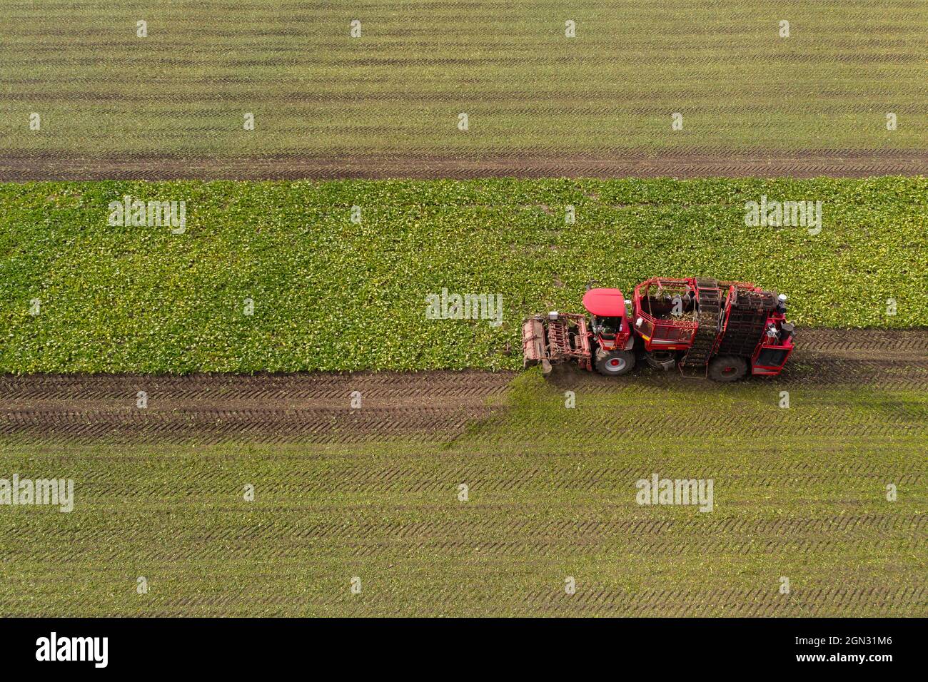 La mietitrebbiatrice mietiatrice raccoglie barbabietole da zucchero sul campo. Vista aerea Foto Stock