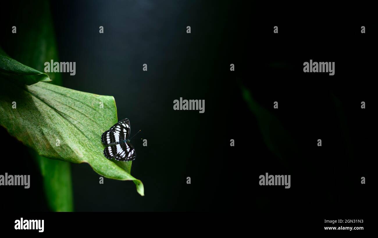 Bella farfalla Ceylon Tiger poggiare sul bordo di una foglia verde, ambiente naturale scuro con illuminazione fioca, bokeh morbido sfondo scuro con copia sp Foto Stock