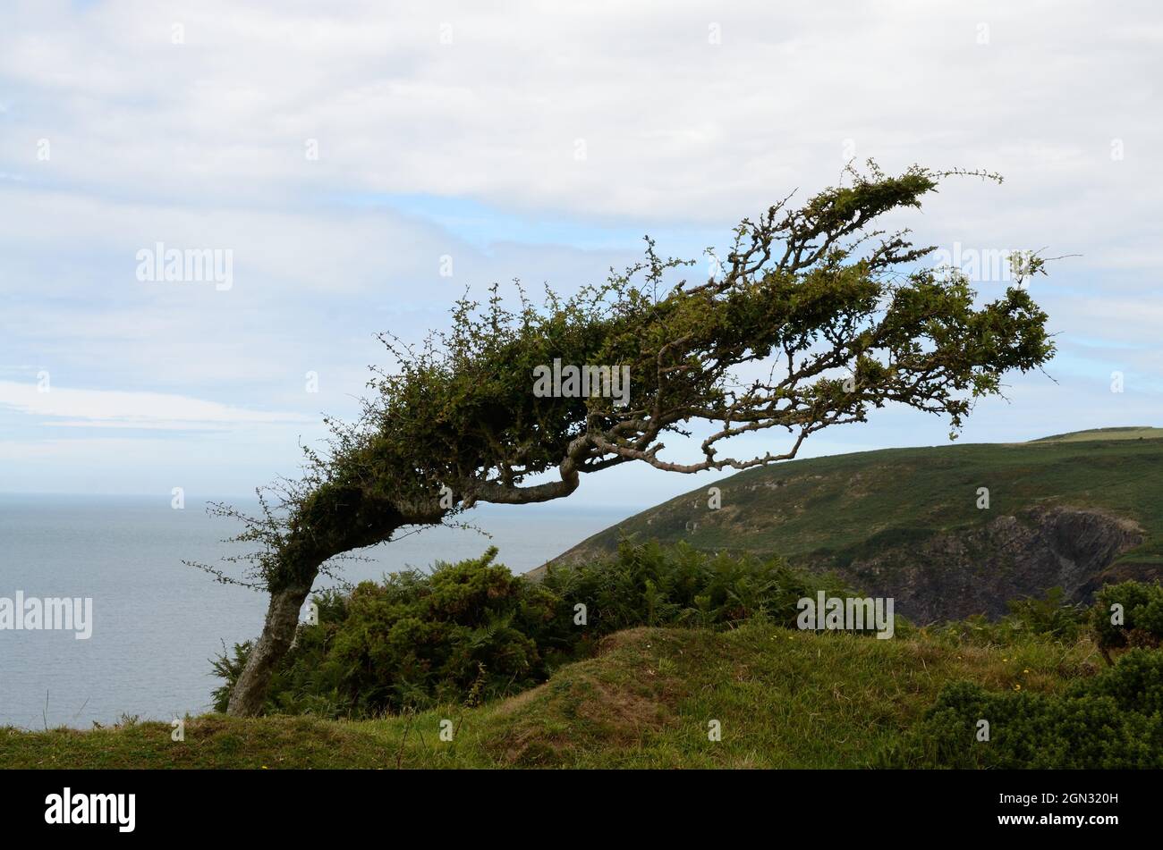 Vento albero spazzato sul Pembrokeshire Coast Path Galles UK Foto Stock