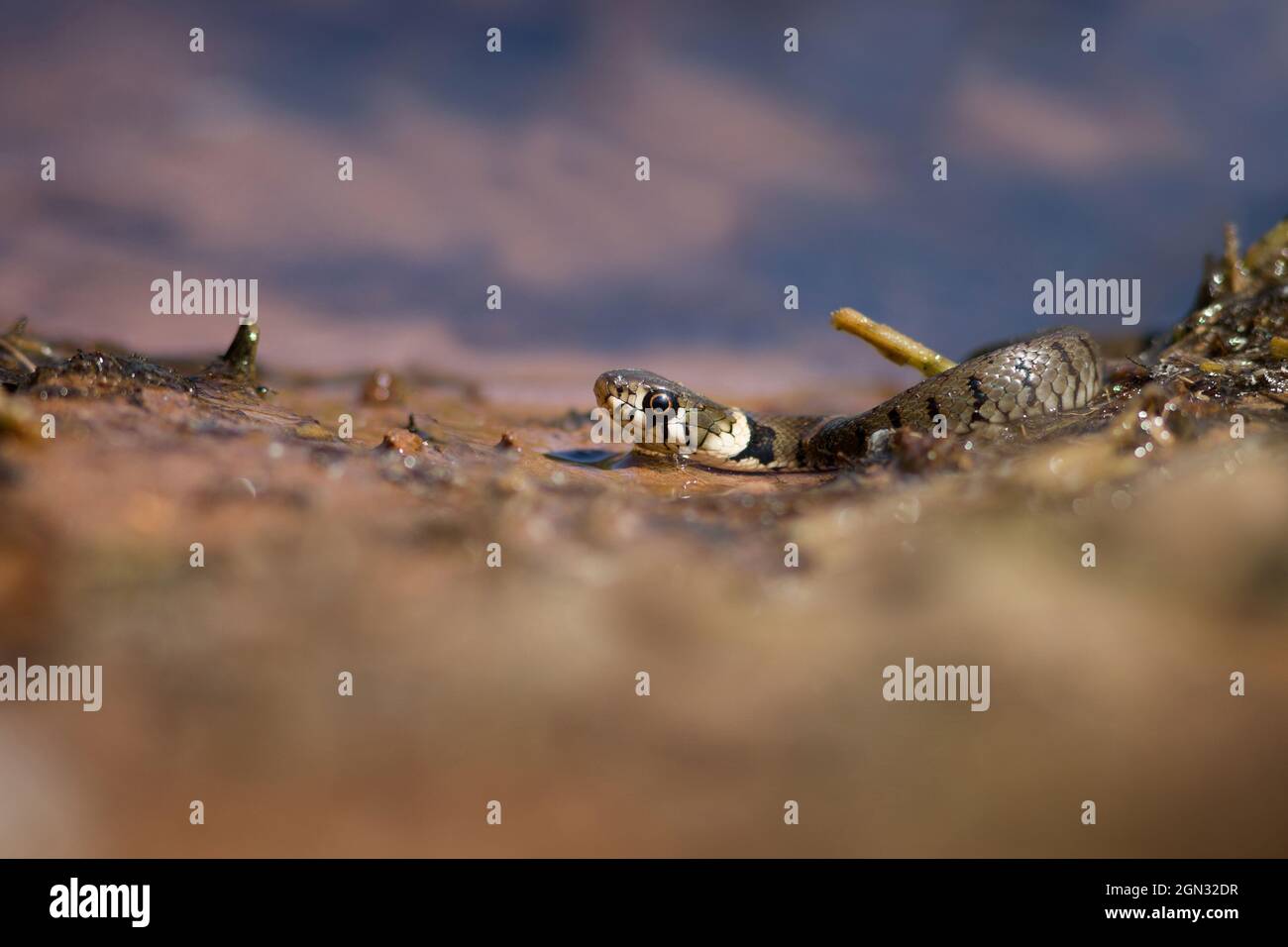Primo piano di un serpente d'erba (europeo) [Natrix natrix] Foto Stock