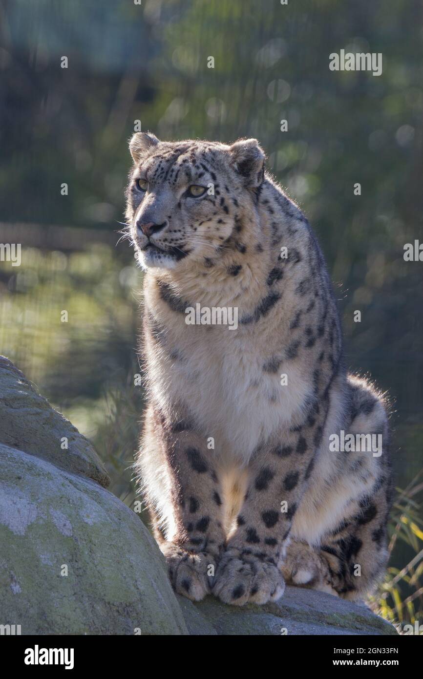 Primo piano di un leopardo di neve [uncia uncia] Foto Stock