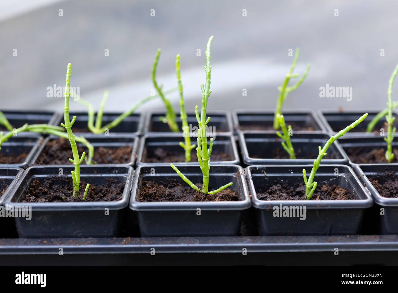 Coltivare il Samphire (Salicornia Europaea) - piantine in vasi individuali in un tunnel di polietilene. Inghilterra, Regno Unito. Foto Stock