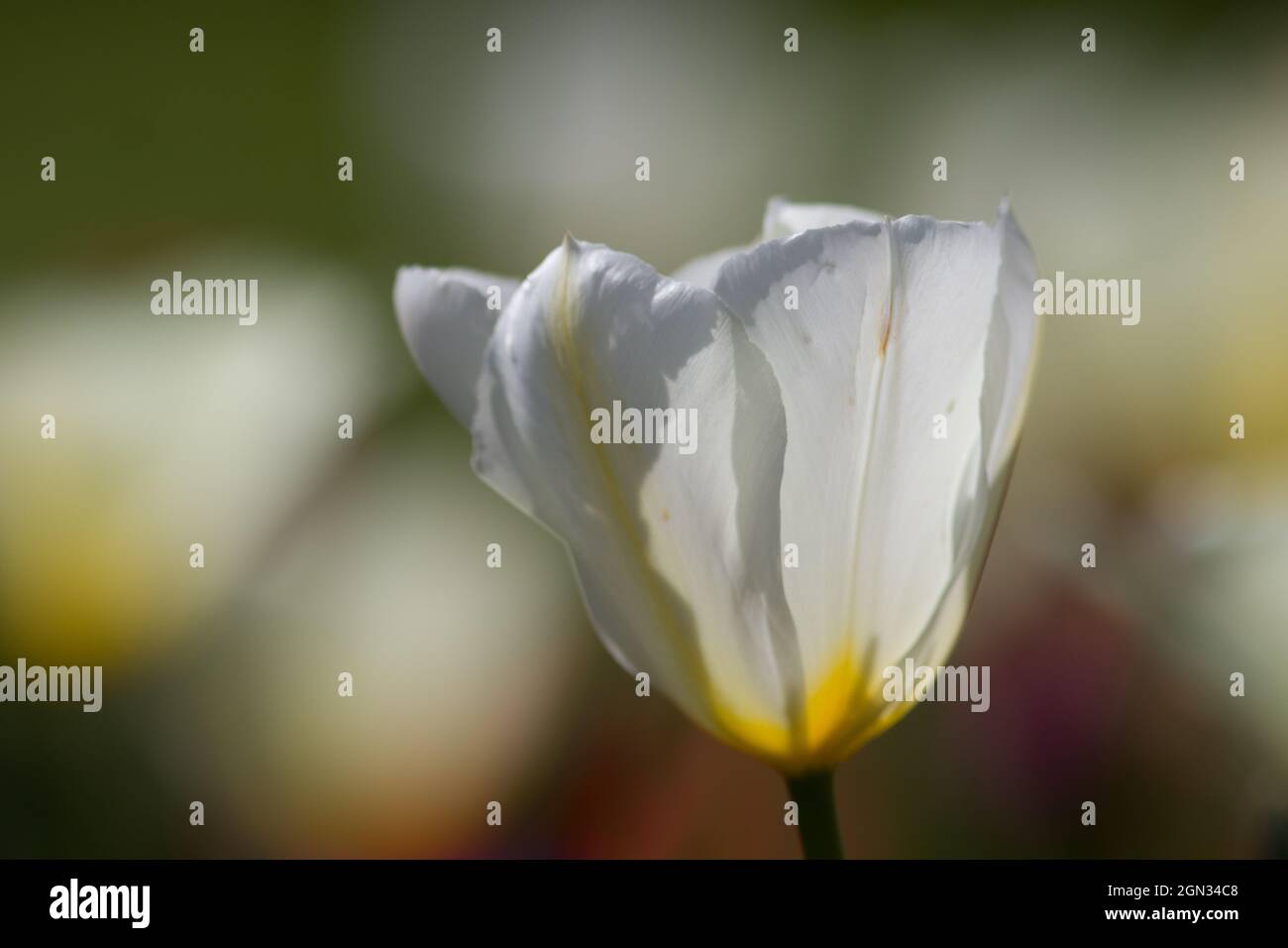 Close up di un tulipano Foto Stock