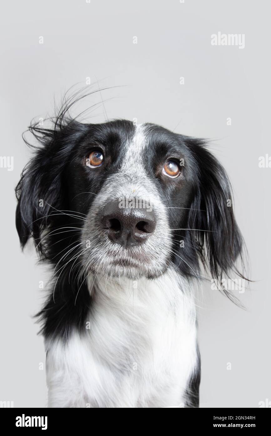 Ritratto seri ed espressivi occhi cani. Isolato su sfondo grigio Foto Stock