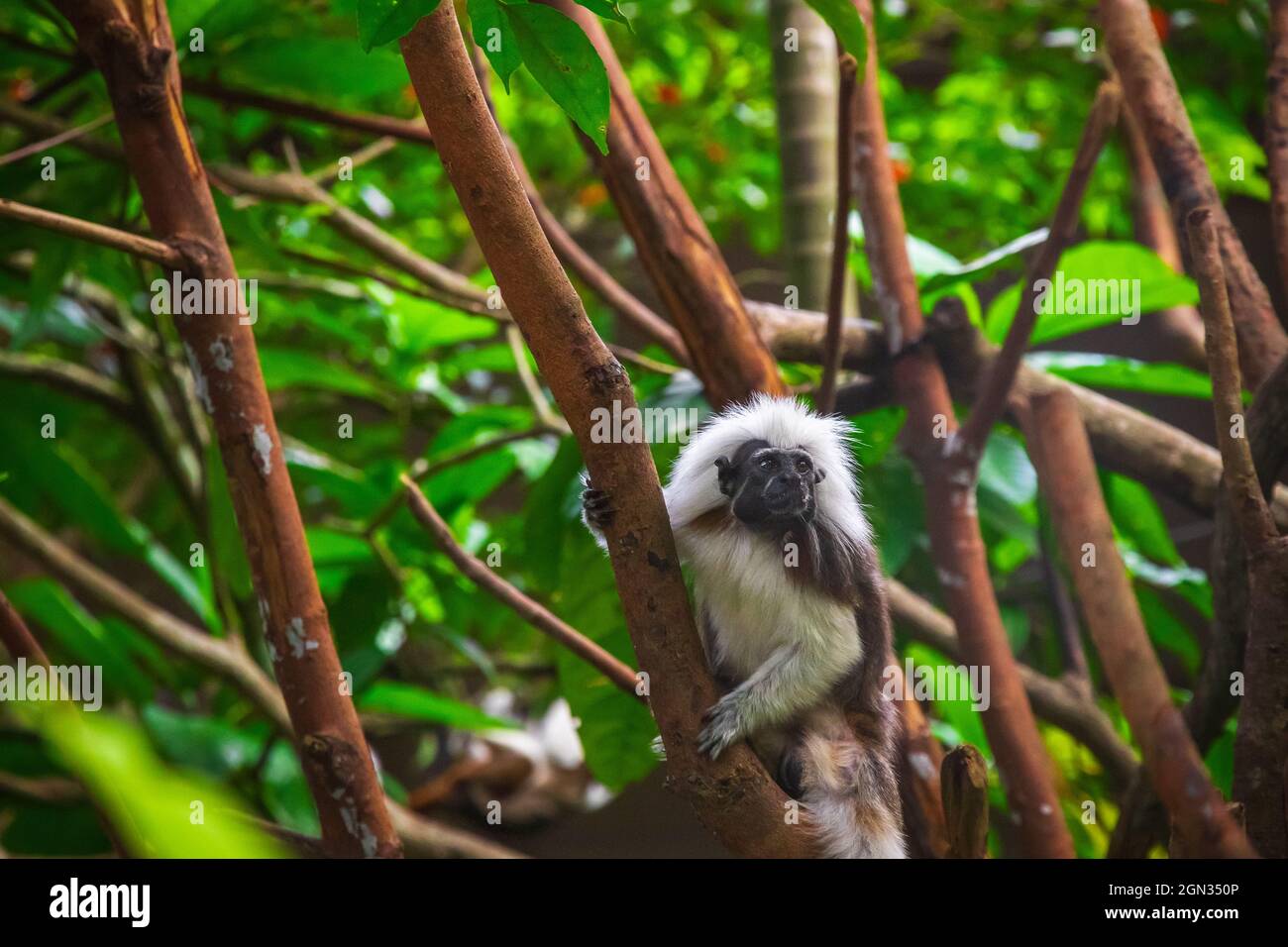 Una scimmia di tamarine con punta di cotone sulla cima degli alberi nello zoo di Singapore Foto Stock