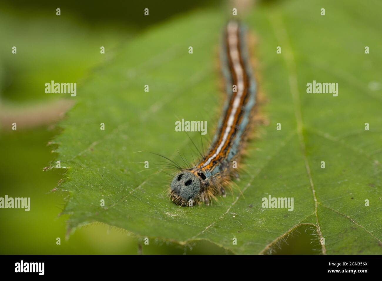 Lackey caterpillar [Malacosoma neustria] Foto Stock