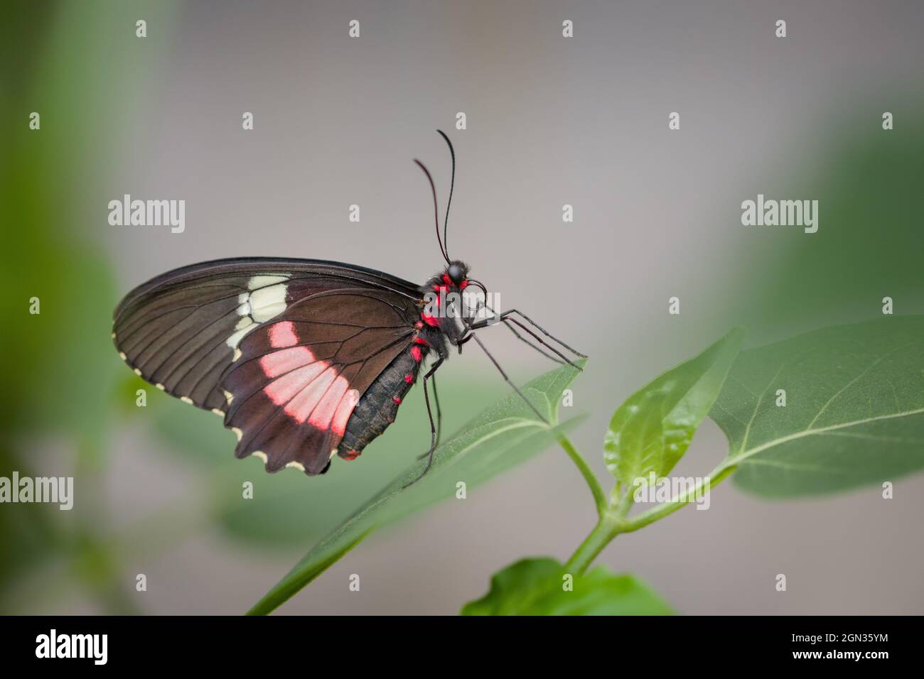 Primo piano di una farfalla Parides iphidamas Foto Stock