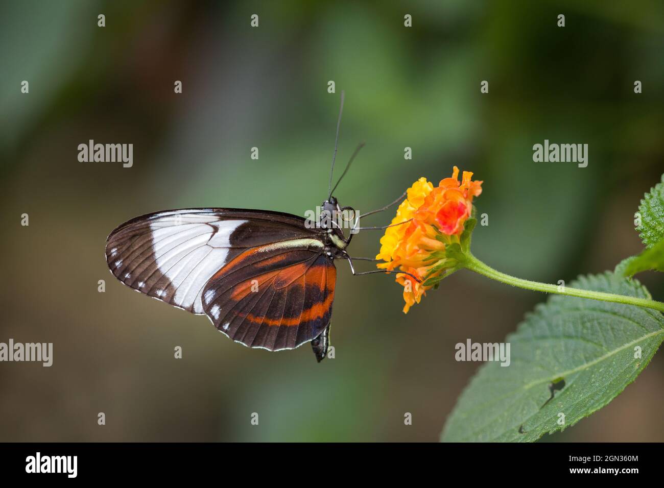 Primo piano di una farfalla Cydno Longwing si siede su un fiore arancione Foto Stock