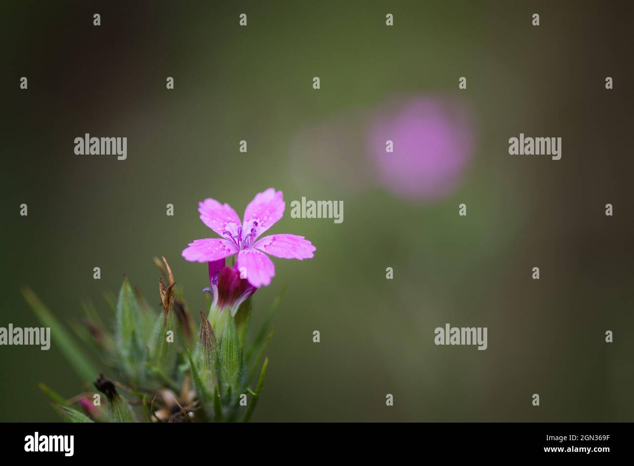 Primo piano di un'onestà annuale [Lunaria annua] Foto Stock