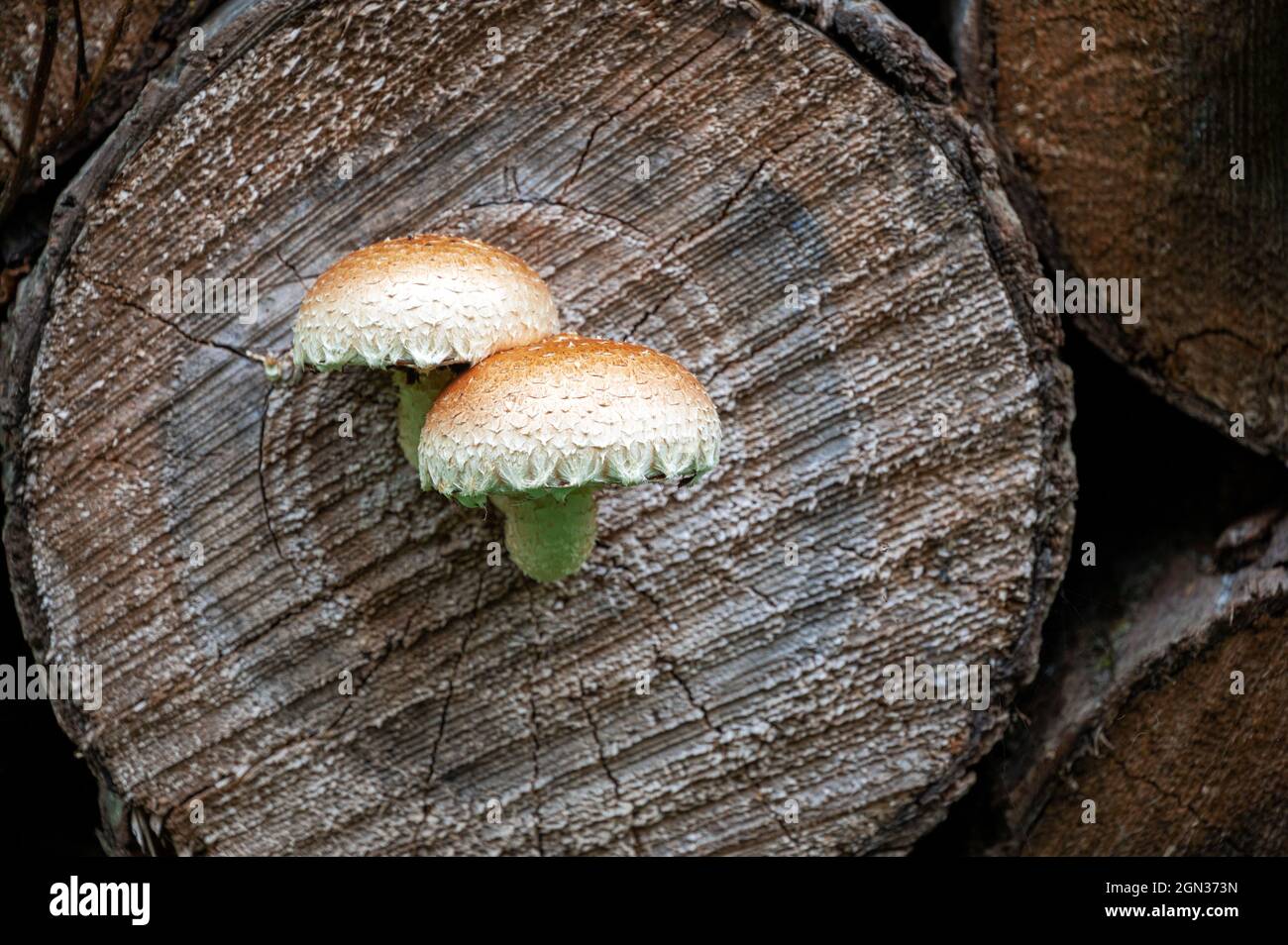 Due funghi che crescono verticalmente su un tronco di albero felluto. Foto Stock