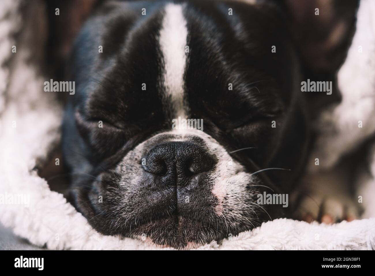 Cucciolo Di Bulldog Francese Che Dorme Sul Divano Con Peluche Giocattolo Di  Babbo Natale - Fotografie stock e altre immagini di Abbigliamento per  animali domestici - iStock