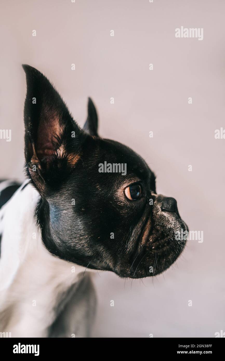 Piccolo Bulldog francese di profilo con orecchie rialzate che guardano da dietro su uno sfondo rosa Foto Stock