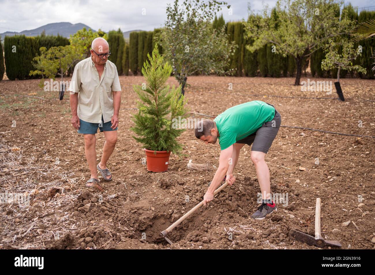 Vista laterale dell'orticolturista maschile anziano che guarda il figlio con l'ascia di raccolta che allenta il terreno nella fossa contro l'albero di pino sul terreno Foto Stock