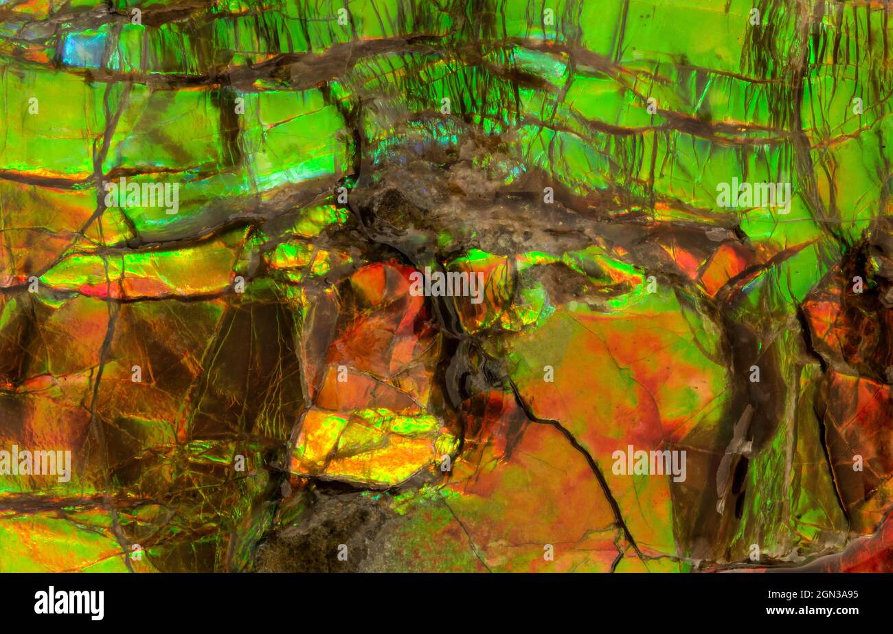 Macrophoto che mostra i colori iridescenti dell'ammolite (Placenticeras sp.). L'Ammolite è composta dai gusci fossilizzati di ammoniti e ha ottenuto g Foto Stock