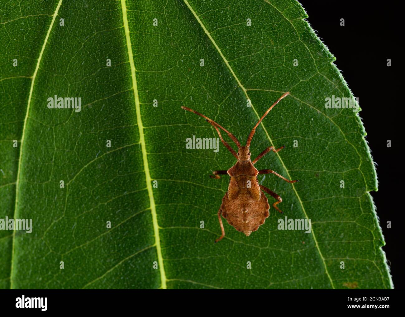 Primo piano di bug Dock o squashbug rosso-marrone (Coreus marginatus) su una foglia verde Foto Stock