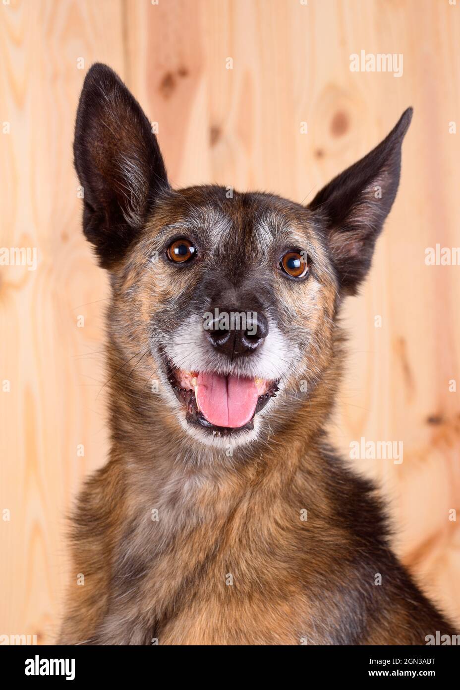 Ritratto di un cane bruno senza breedless interno su sfondo di legno e viso sorridente Foto Stock