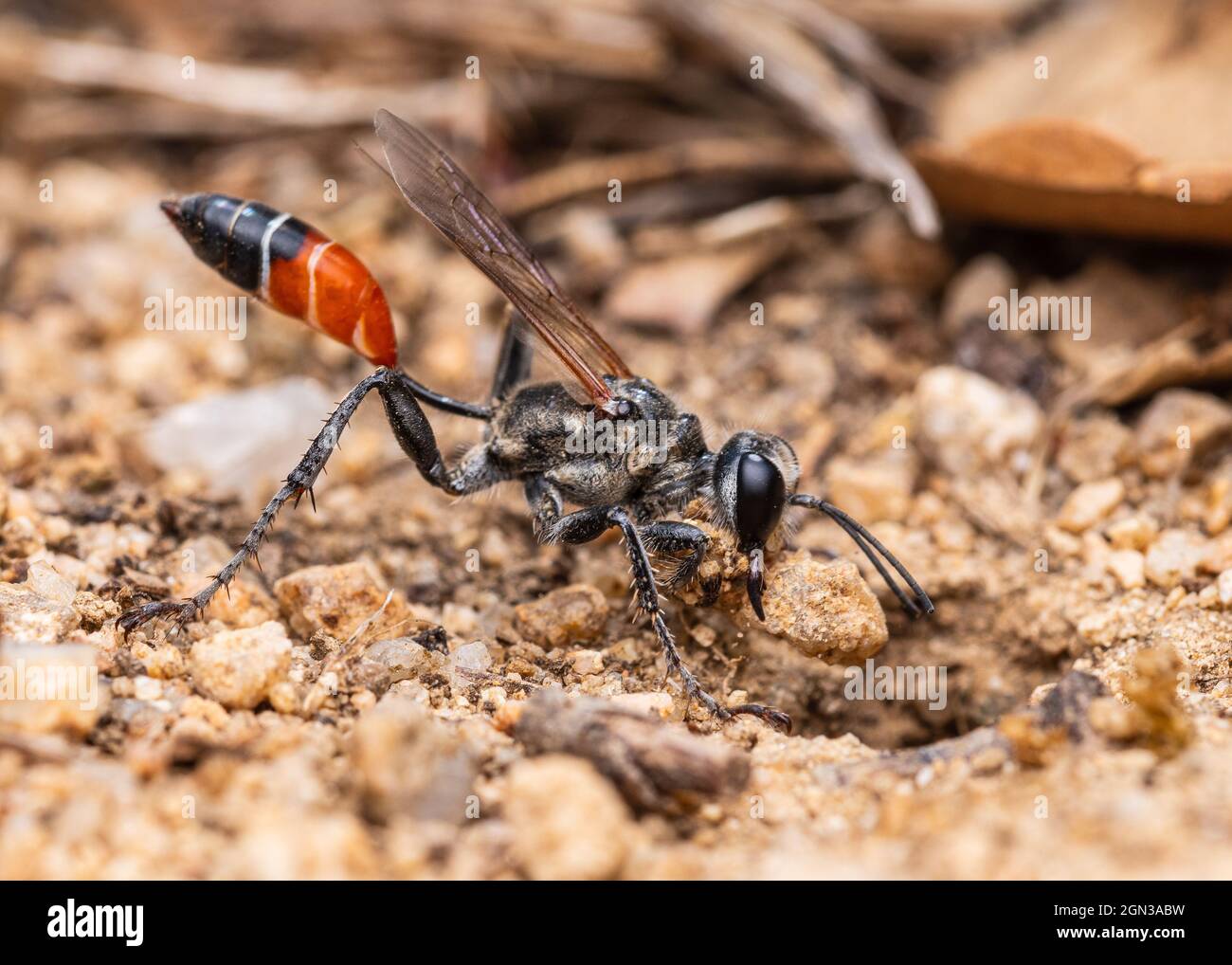 Pionyx kirbii è un genere di vespe della famiglia Sphecidae, che scavano un buco per seppellire le loro larve Foto Stock