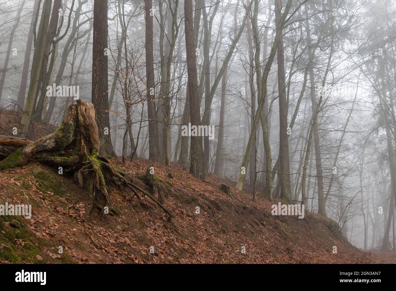 Foresta in autunno con nebbia Foto Stock