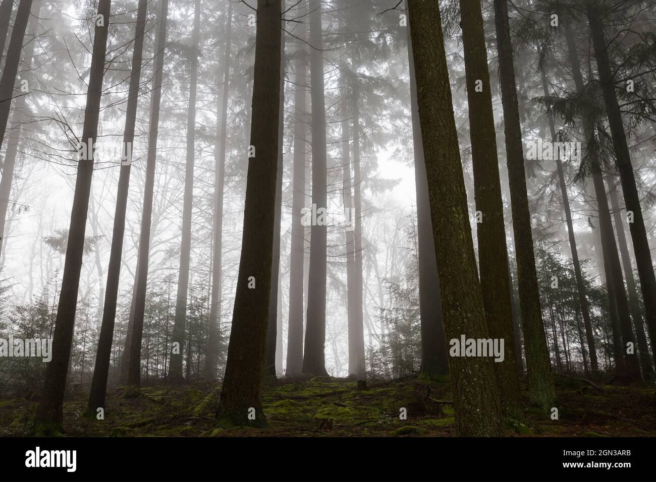 Foresta in autunno con nebbia Foto Stock