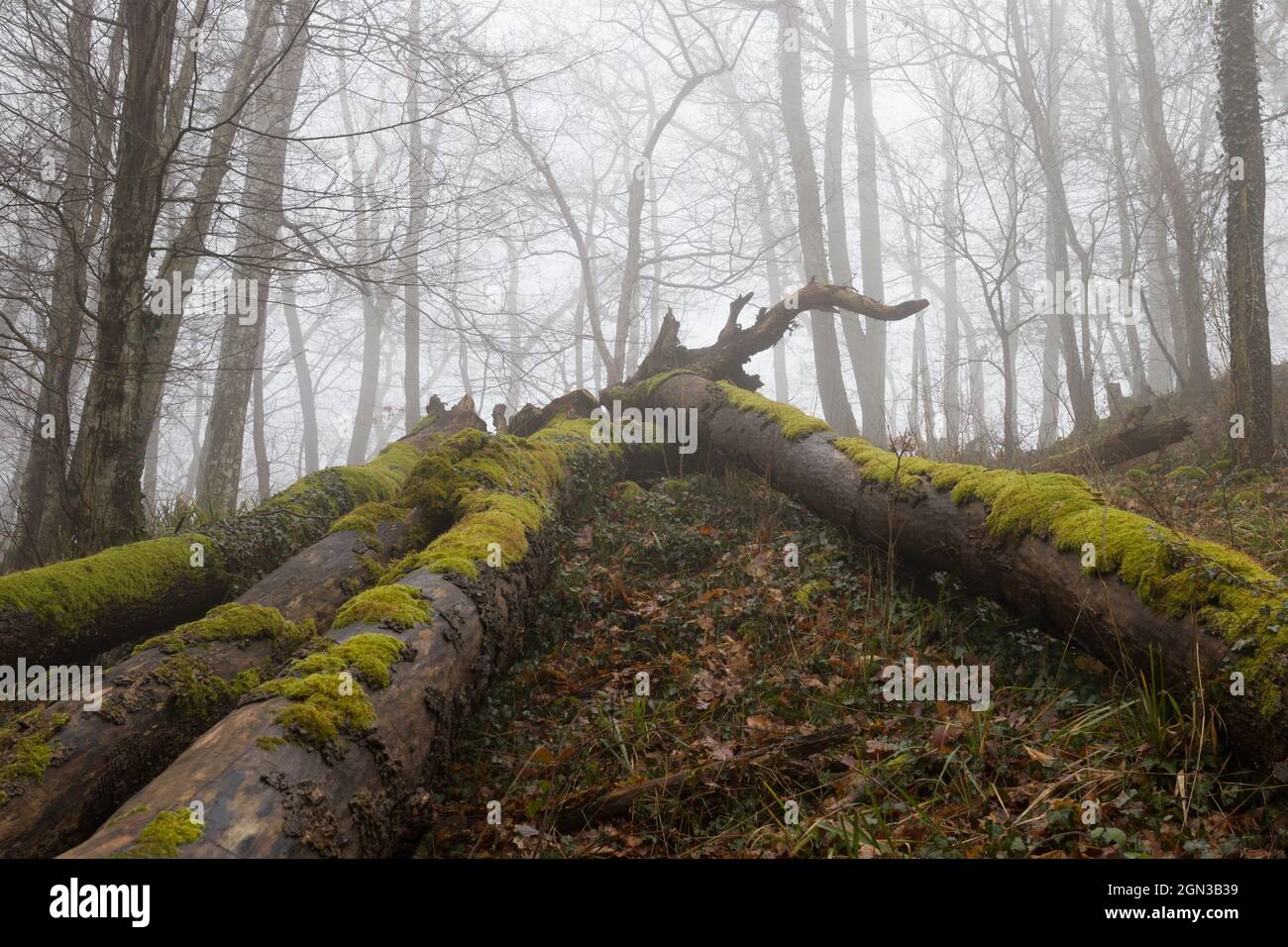 Foresta in autunno con nebbia Foto Stock