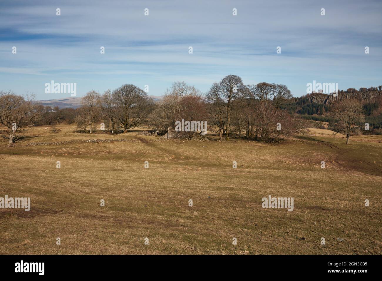 Tardo inverno o primo campo di primavera con un edificio in rovina tra alcuni alberi Foto Stock