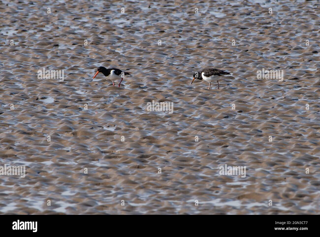 Due Oystercatchers che alimentano, Arnside, Milnthorpe, Cumbria, Regno Unito Foto Stock