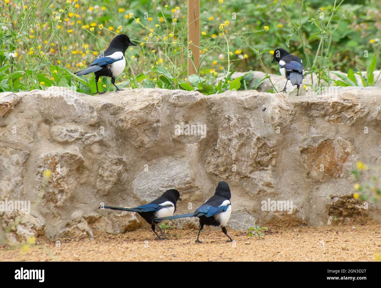 Four Magpies, Walthamstow Wetlands, Londra, Regno Unito Foto Stock