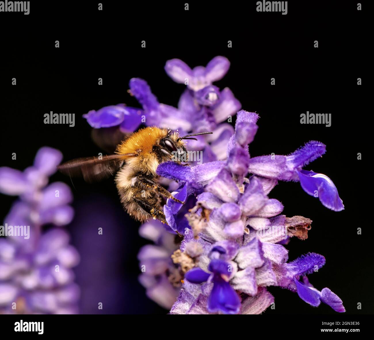 Macro di un'ape di carda comune impollinando ad un fiore di salvia Foto Stock
