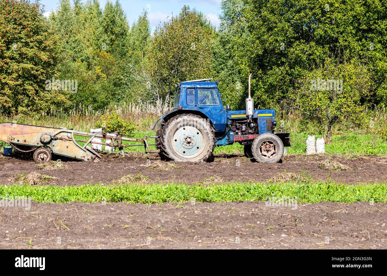 Vecchio trattore agricolo a ruote che lavora alla piantagione di patate in autunno. Raccogliendo patate biologiche sul campo Foto Stock