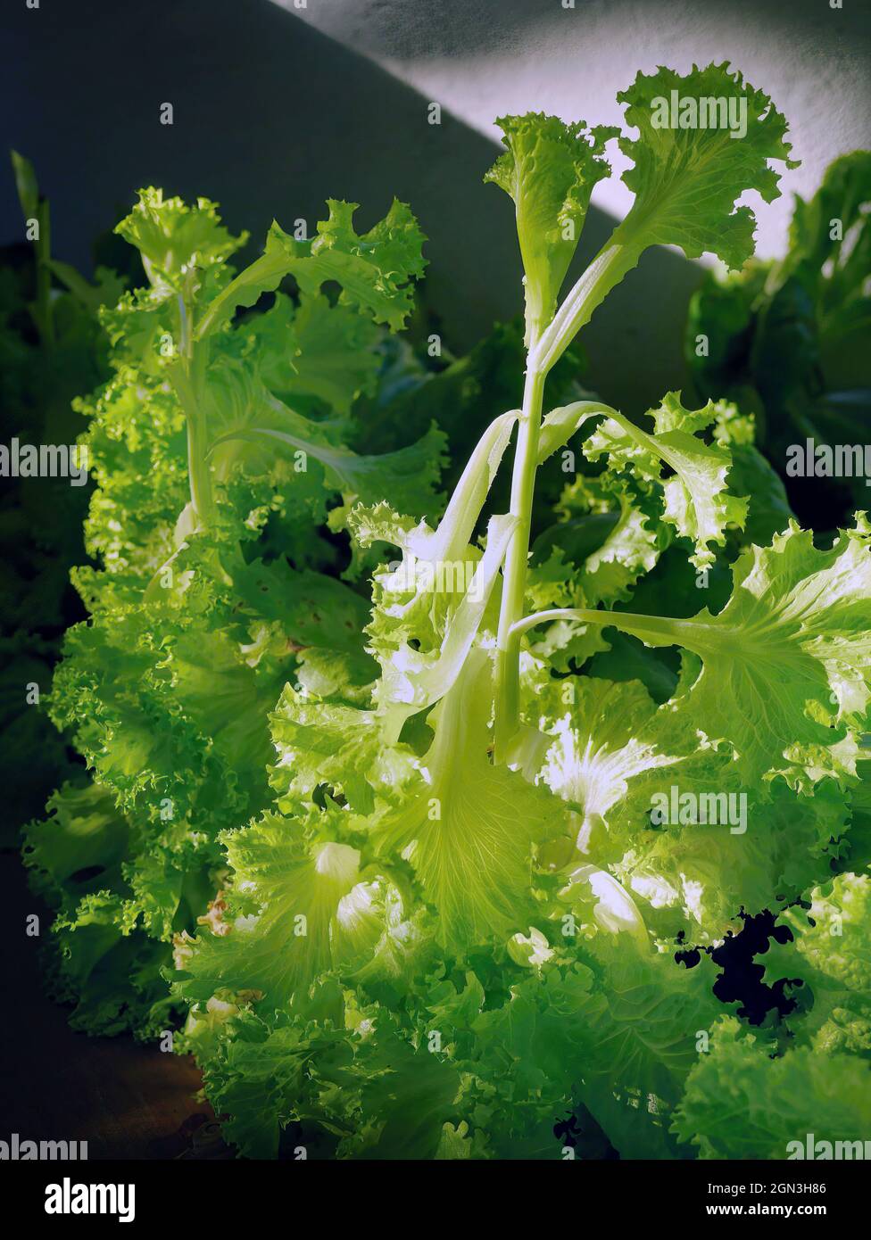 senape fresca verde lattuga verdure in fondo scuro e chiaro Foto Stock
