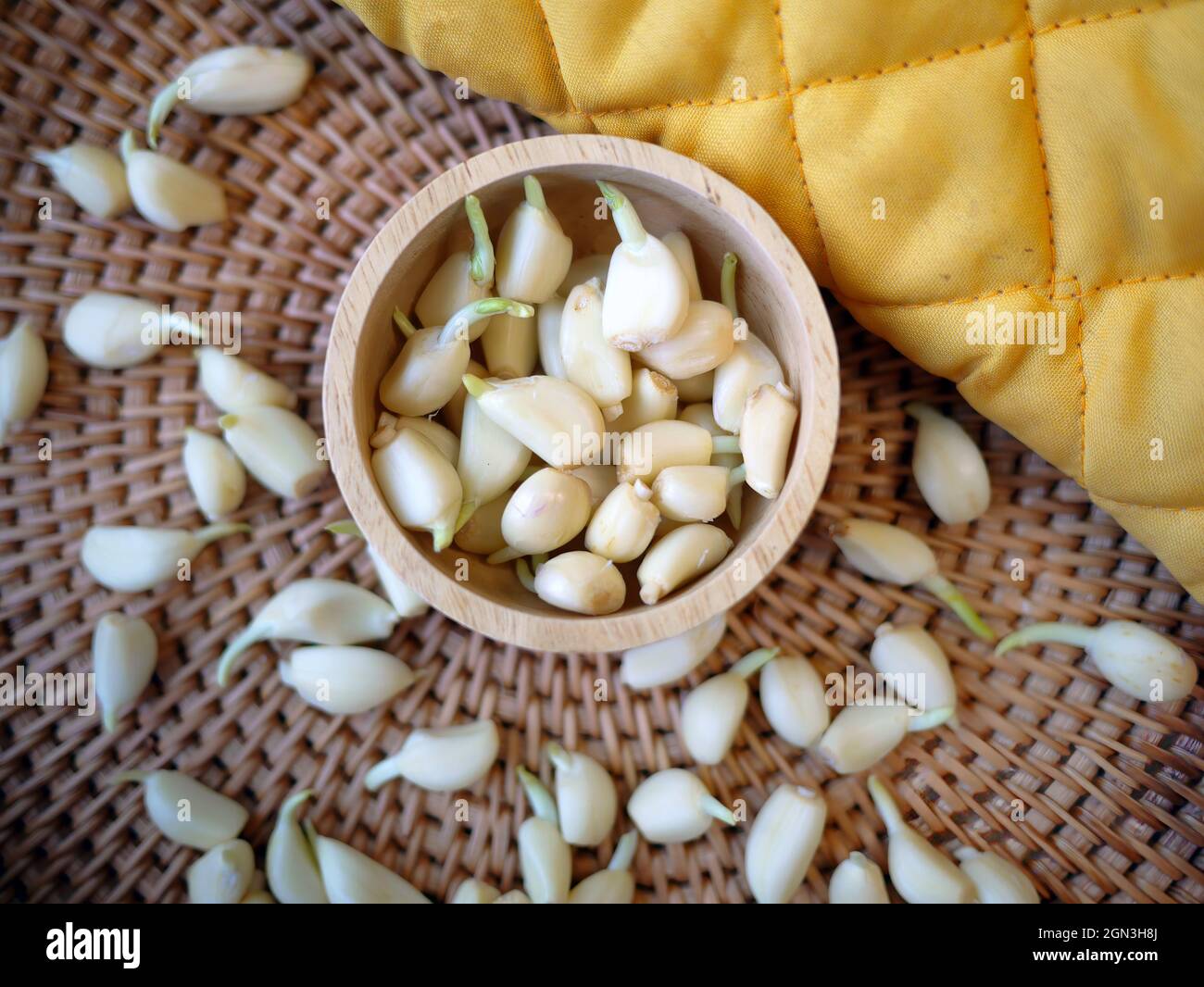 primo piano garlics crescente nella tazza di legno e guanto di cucina di colore giallo in tessuto di canestro di rattan Foto Stock
