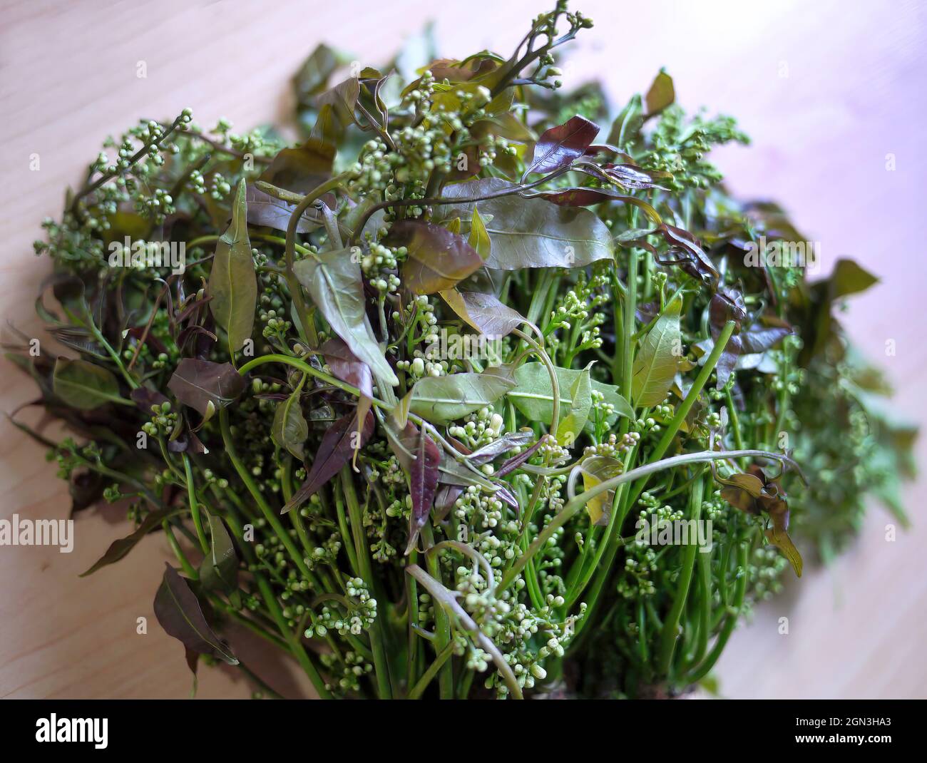 Misto di coriandolo fresco vietnamita e Paco Fern vegetale tropicale Thailandia Foto Stock