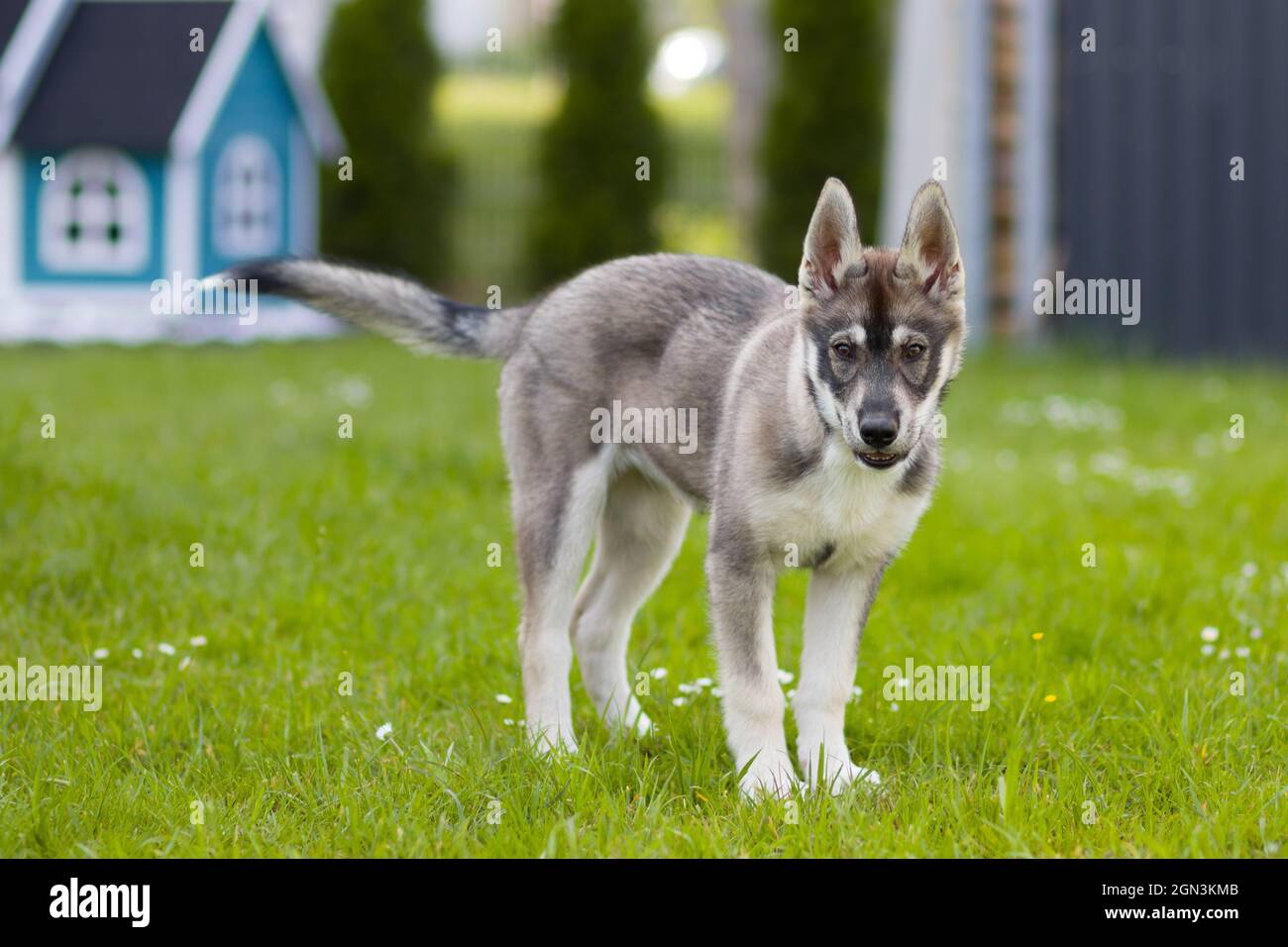 Ritratto di un giovane Husky Shepherd mix cane Foto Stock