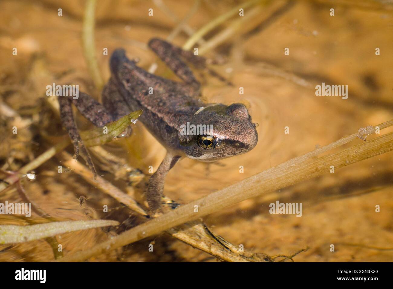Primo piano di una rana commestibile [Pelophylax kl. Esculentus, syn .: Rana kl. Esculenta, Pelophylax esculentus] Foto Stock