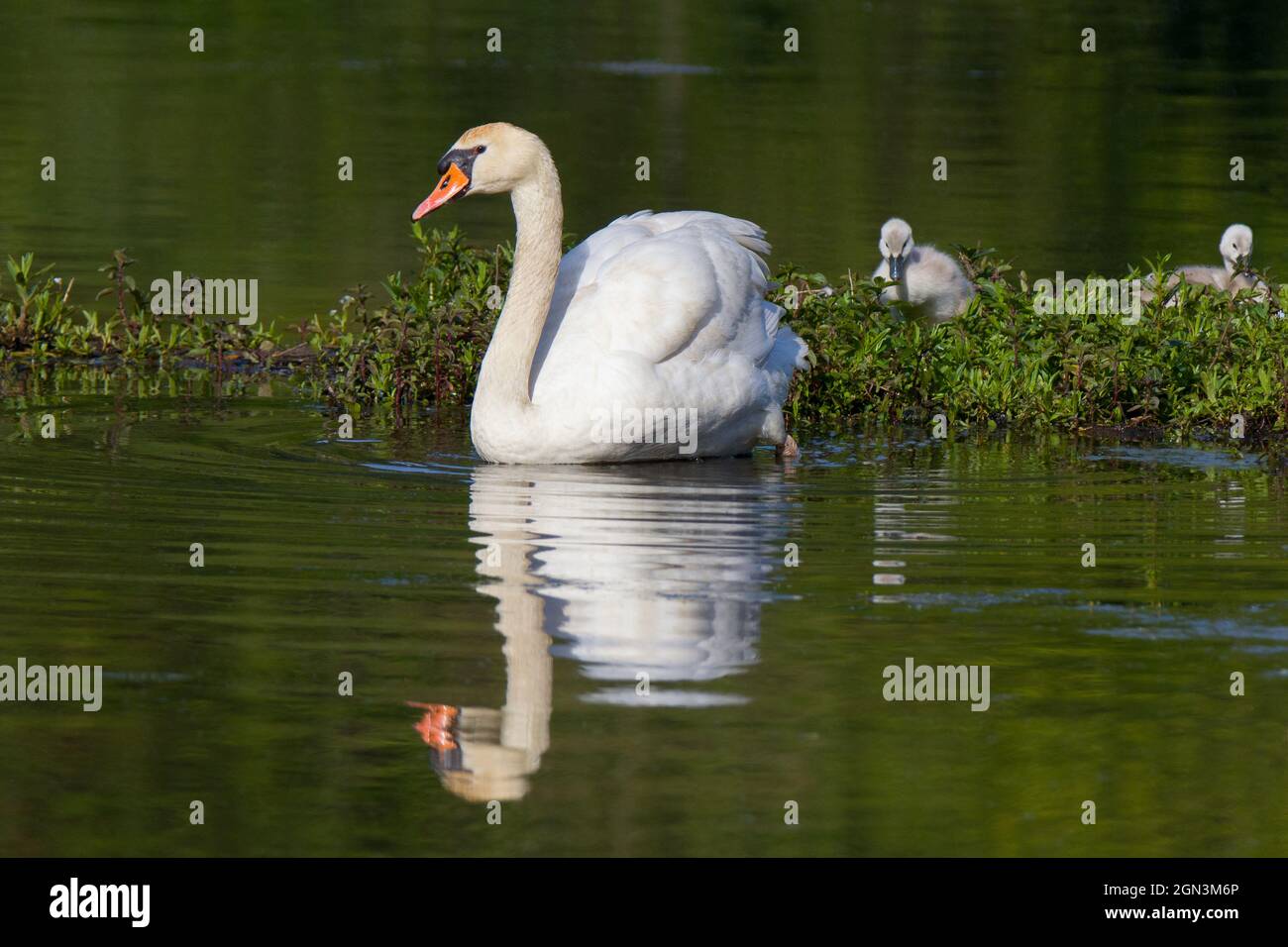 Primo piano di un cigno [genere Cygnus] con i suoi cigni [cygnet] Foto Stock