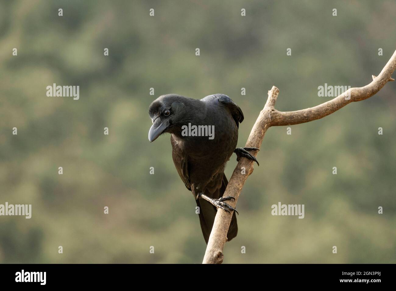 Grandi fatturati crow, Corvus macrorhynchos, Singalila National Park, Darjeeling, West Bengal, India. Foto Stock