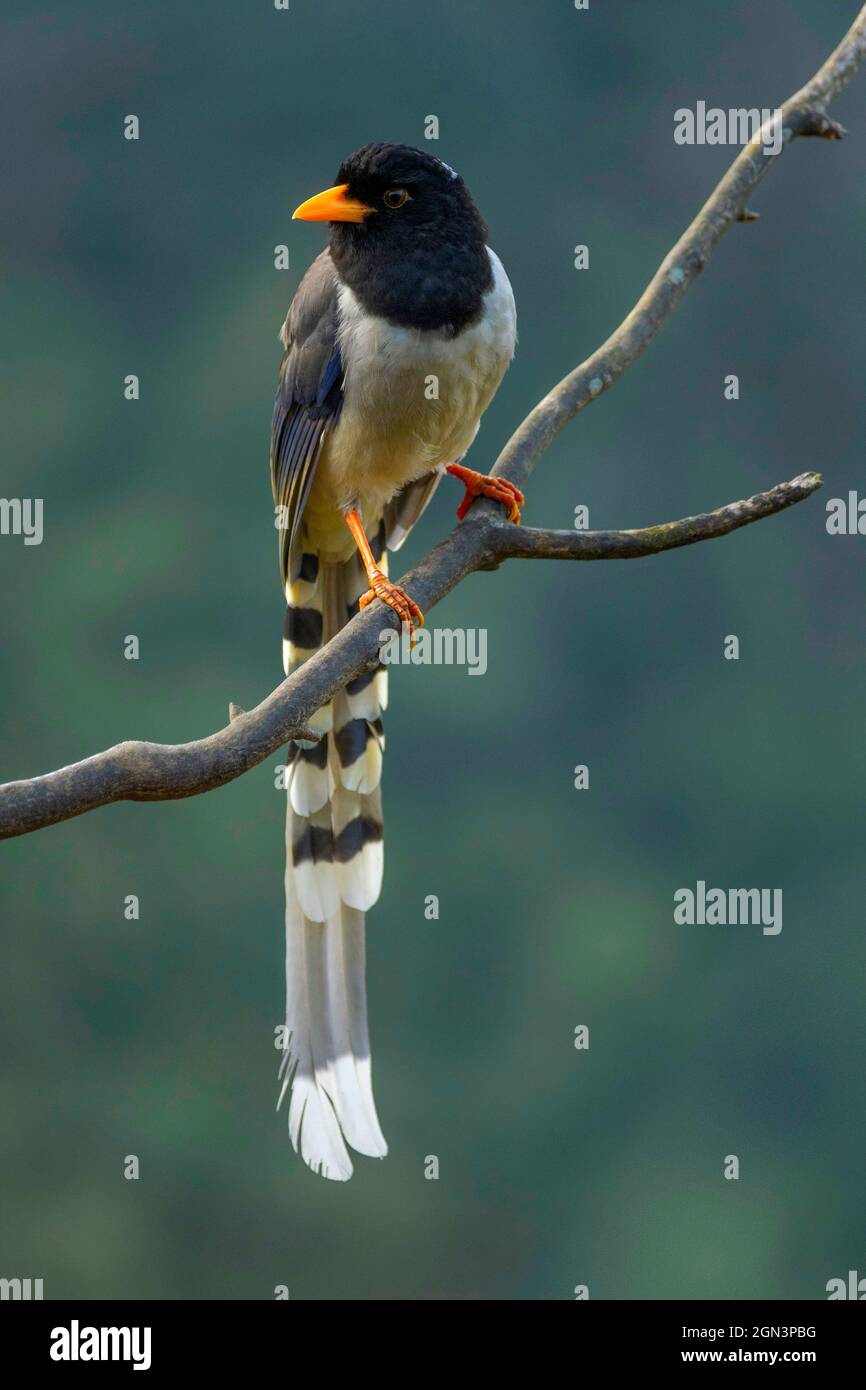 Magpie blu con fattura gialla o magpie con fattura d'oro, Urocissa flavirostris, Singalila National Park, West Bengala, India Foto Stock