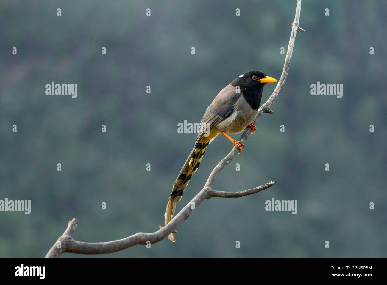 Magpie blu con fattura gialla o magpie con fattura d'oro, Urocissa flavirostris, Singalila National Park, West Bengala, India Foto Stock