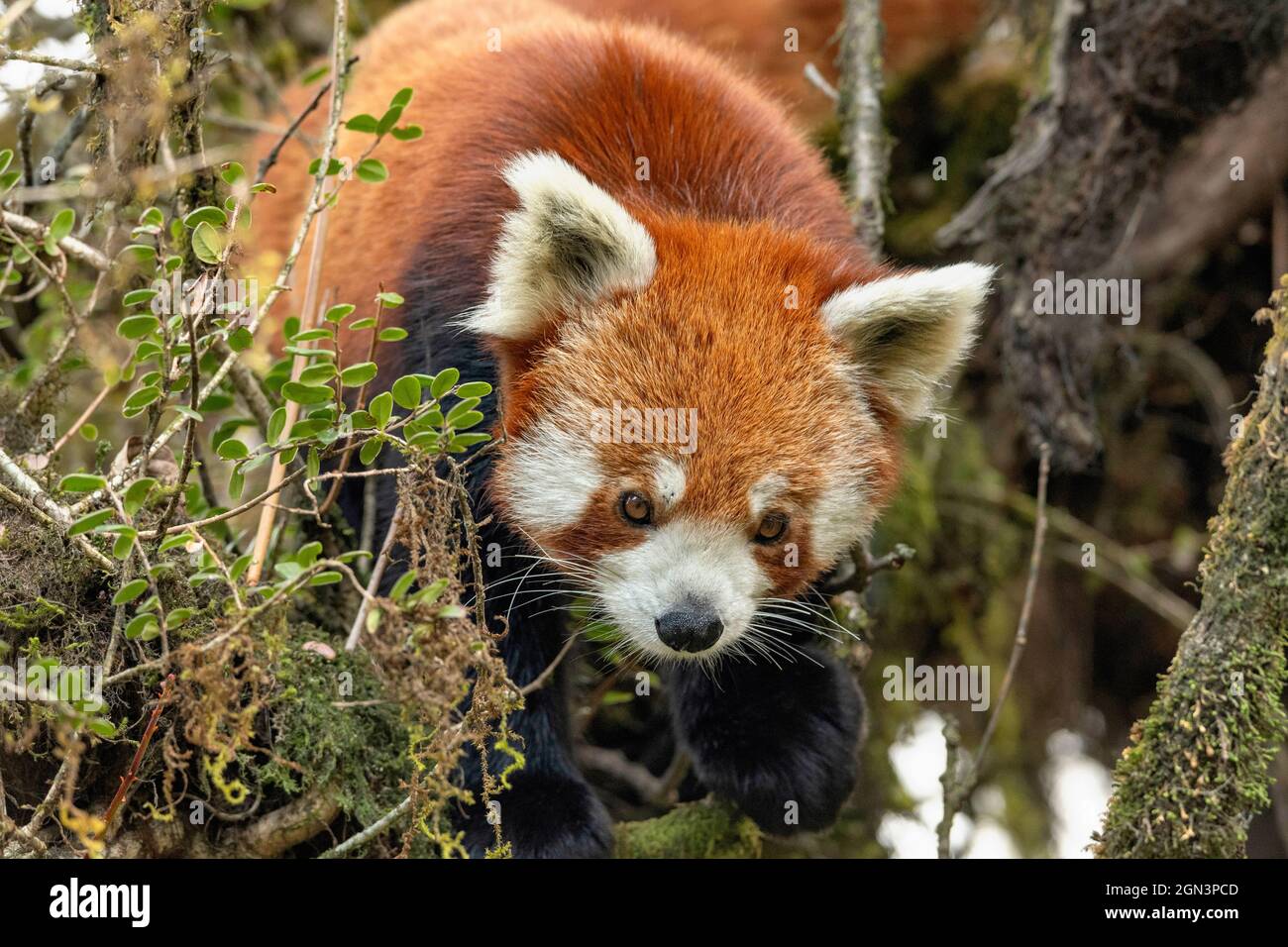 Panda rosso, Ailurus Fulgens, Parco Nazionale di Singhalila, Bengala Occidentale, India Foto Stock