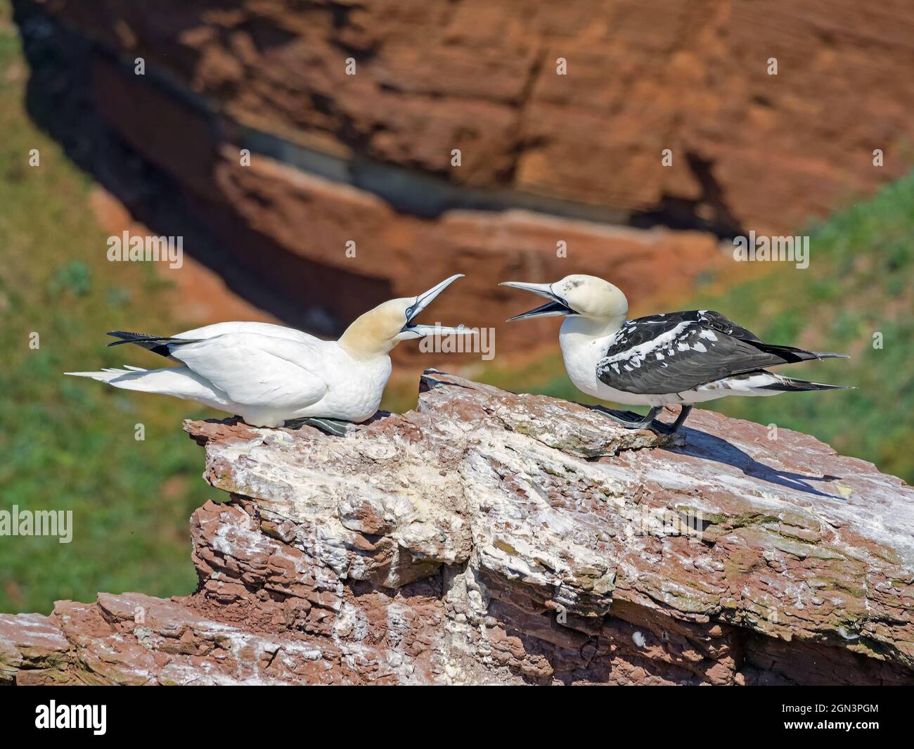 Primo piano di due gannette settentrionali (Morus Bassanus) sull'isola d'altura di Helgoland, Germania Foto Stock