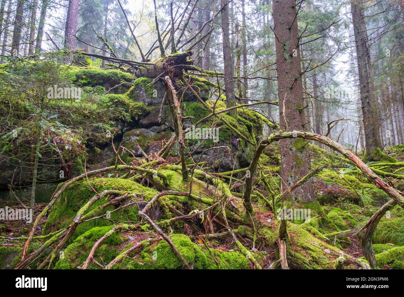Vecchi tronchi di alberi decadenti con muschio verde in un bosco Foto Stock