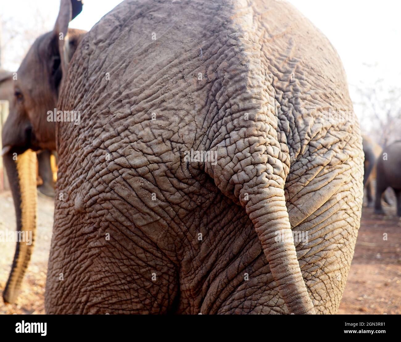 In prossimità dell' elefante africano Foto Stock