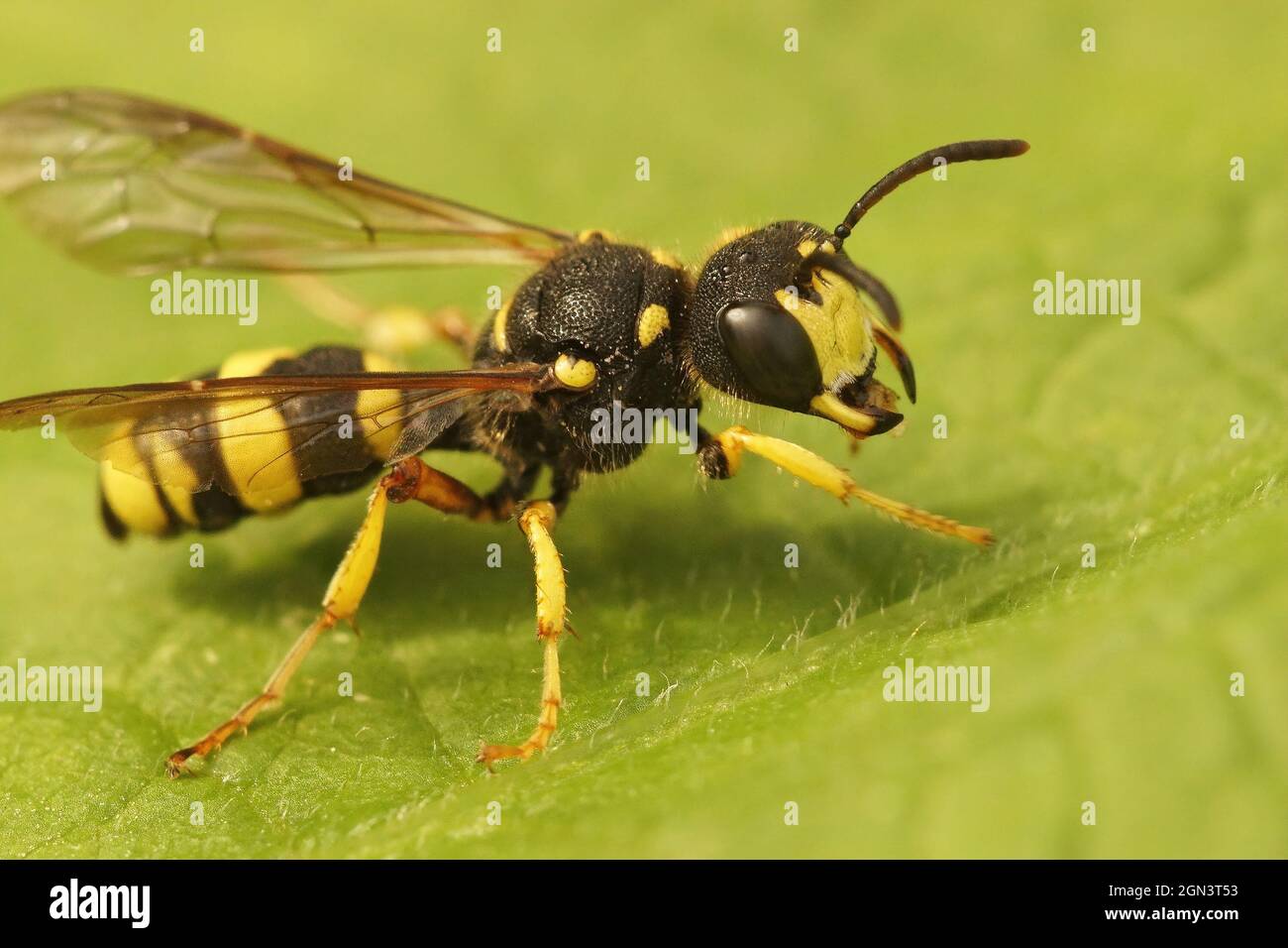 Primo piano sulla vespa di digger dalla coda ornata, Cerceris rybyensis Foto Stock