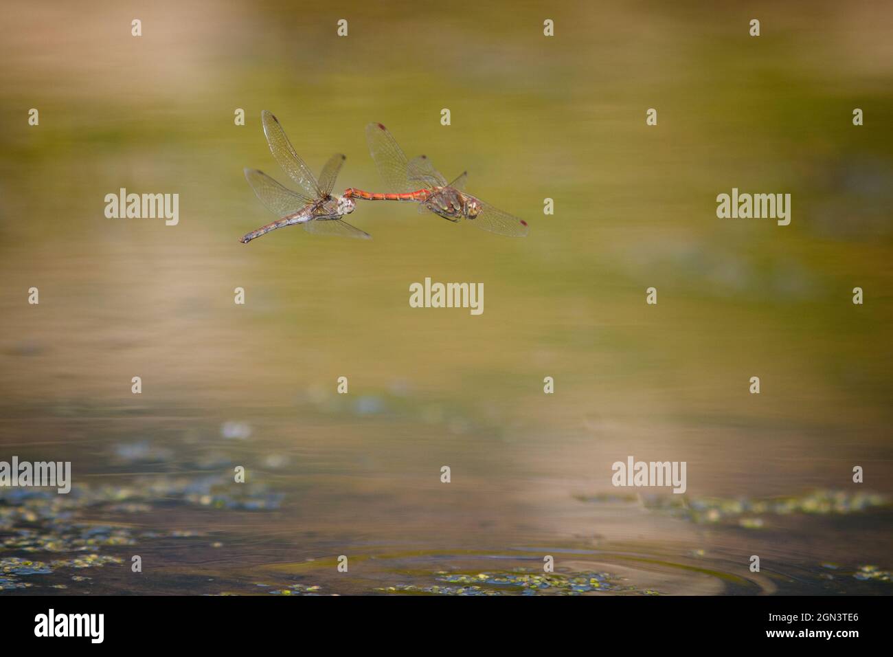Due darter moustached [Sympetrum vulgatum] in volo Foto Stock