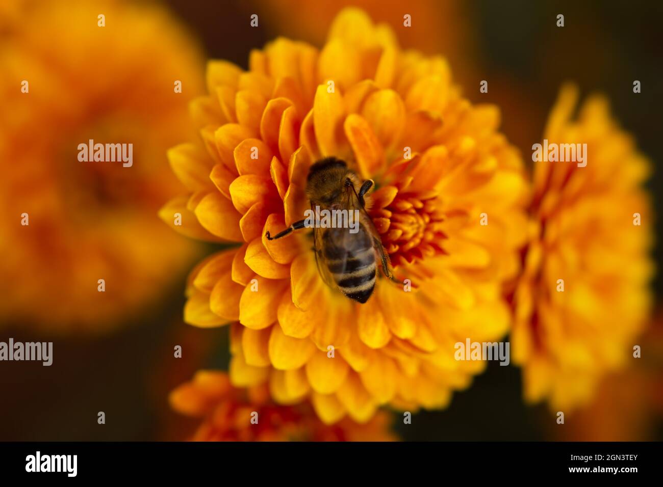 Sfondo di fiori di crisantemo arancio. Bee primo piano su un fiore nel giardino. Bei crisantemi luminosi in fuoco selettivo. Macro Foto Stock