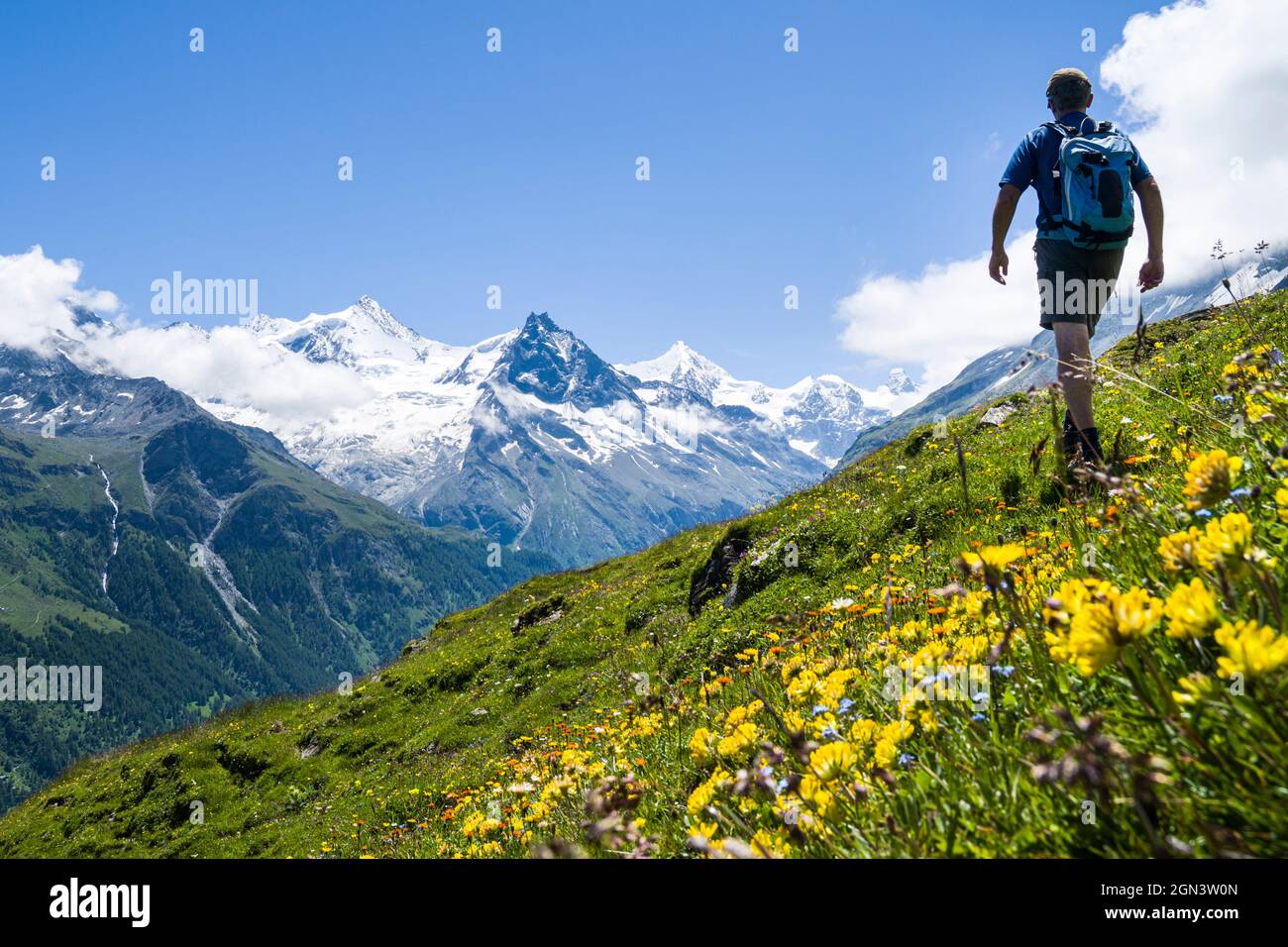 Un uomo cammina attraverso una collina fiorita in estate con vista sulle montagne della Corona Imperiale sopra Zinal, Vallese, Svizzera Foto Stock